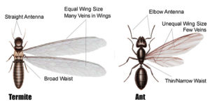 termites and ants differences