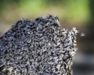 termites alates during swarming season