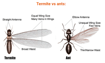 differences between termites and ants