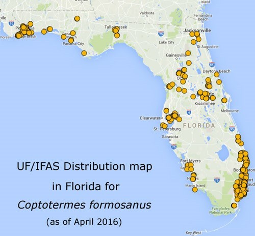 formosan termites in florida