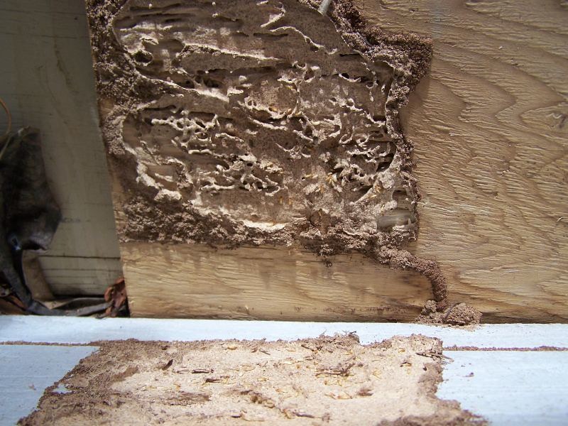 formosan termite wood damage