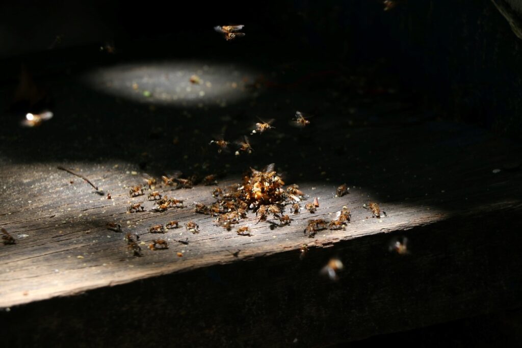 termites and alates on wood