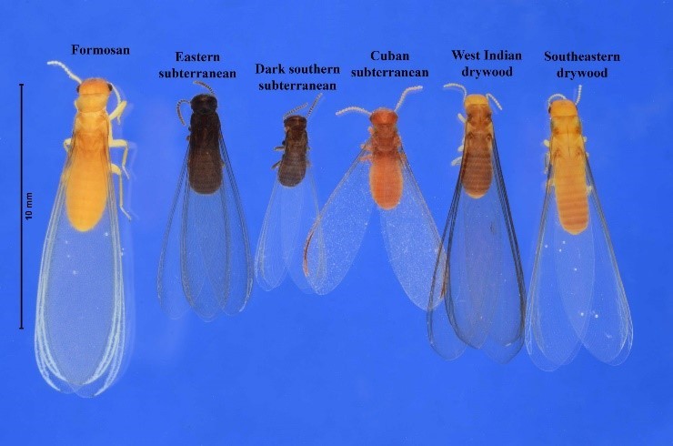 different termites species