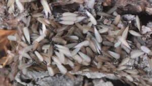 swarming season termite alates