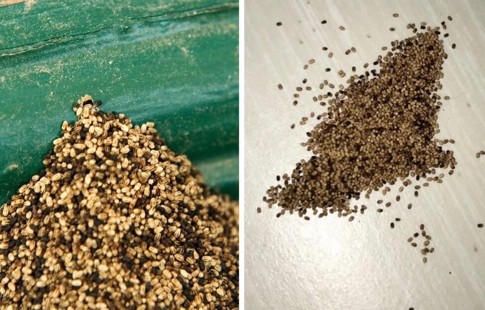 termite pellets