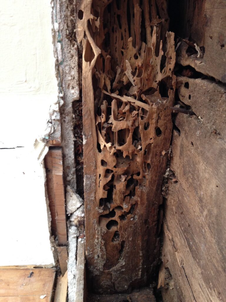 carpenter ant wood damage