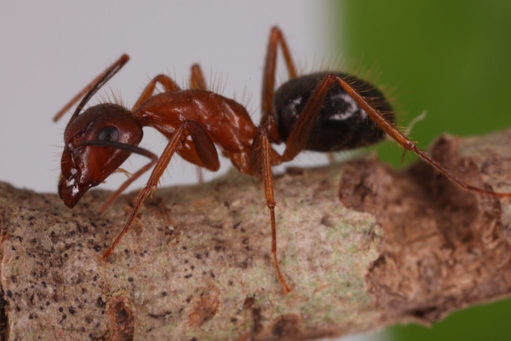 carpenter-ant