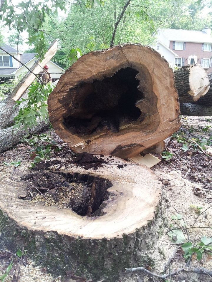 carpenter ant damaged wood