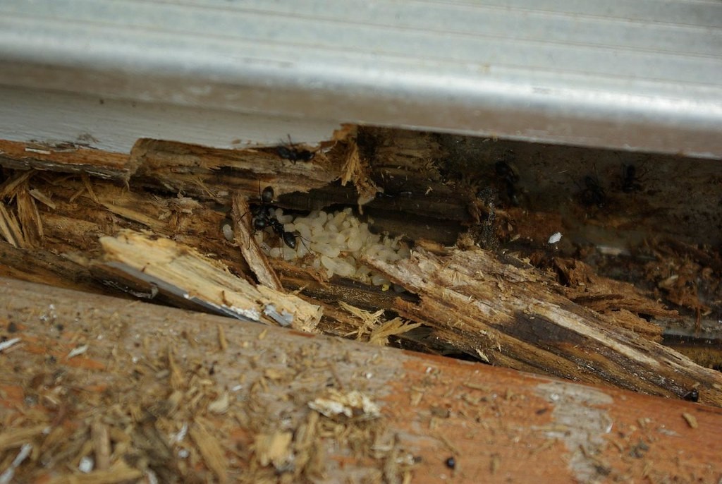 carpenter ant nest infestation