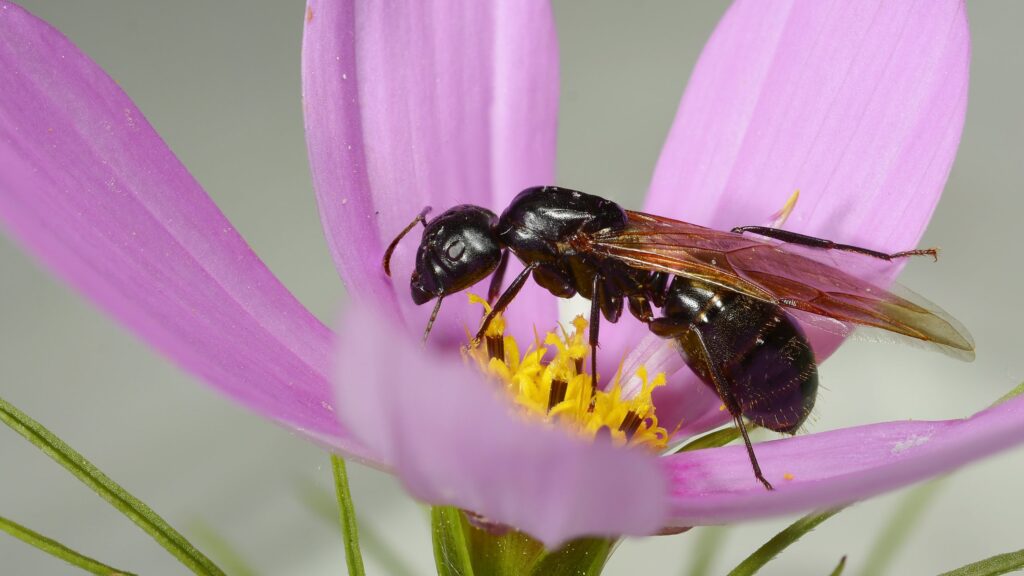 carpenter-ant-swarmer