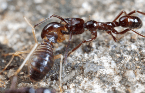 ant vs termite