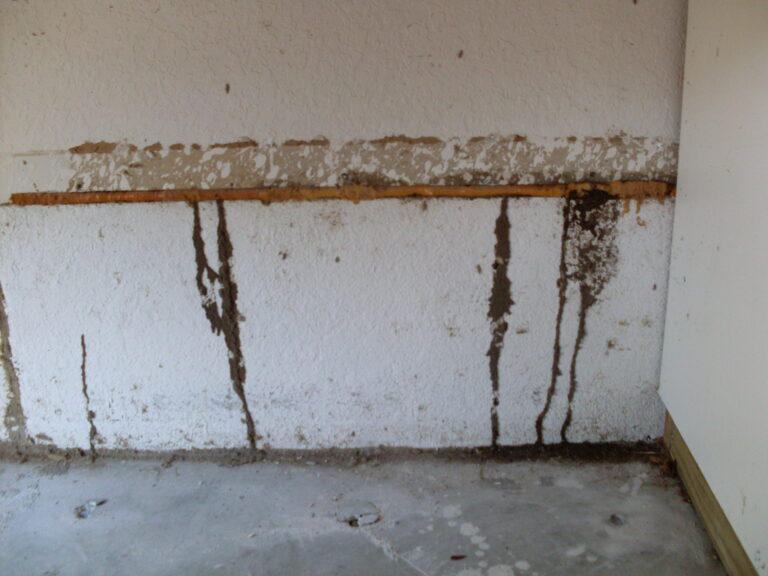 termite mud tubes