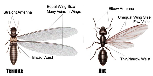 differences termites vs ants
