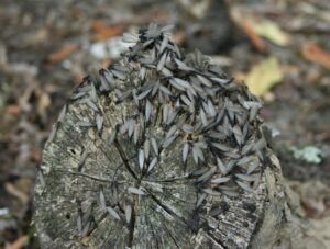 termites alates on wood