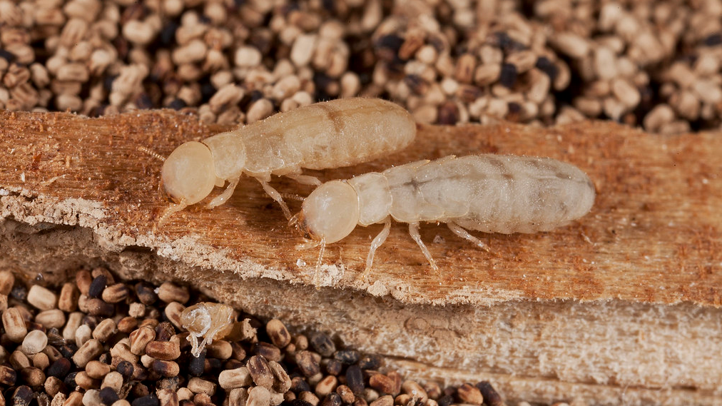 drywood-termites