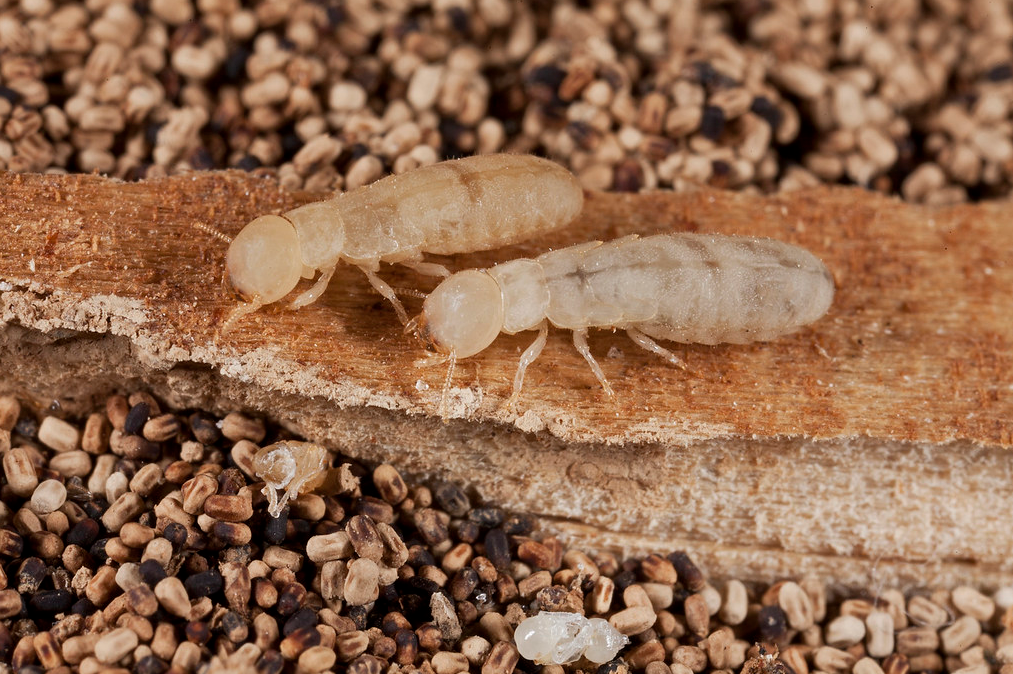 Drywood Termites Wood destroying organisms MABI USA