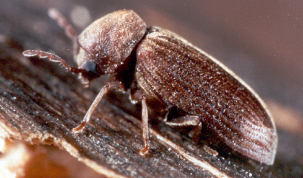 Anobiid wood boring beetle