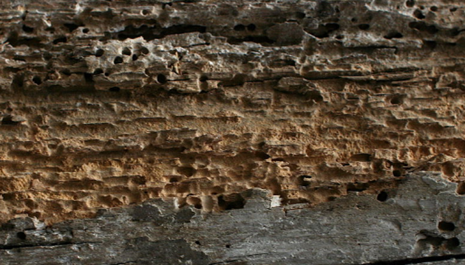 wood damage by deathwatch beetles