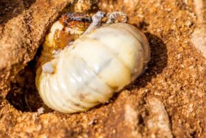 Anobiid beetle larva