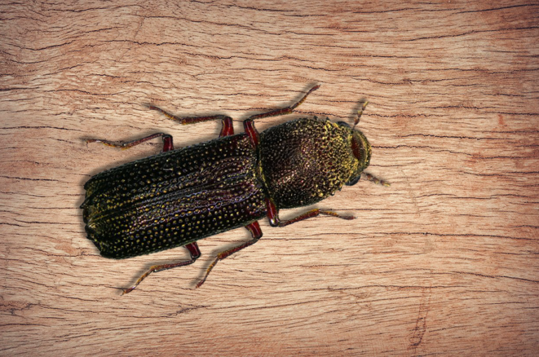 Bostrichid beetle on wood