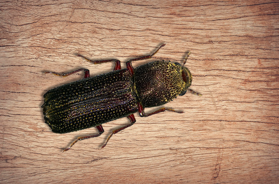 Bostrichid Beetles Wood Destroying Organisms MABI USA bostrichid-beetles-wood-destroying-organisms-mabi-usa