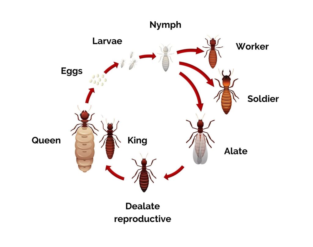 termite life cycle