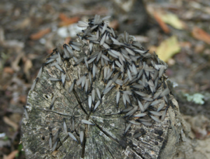 termite alates on wood log