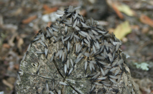 termite-alates-on-wood