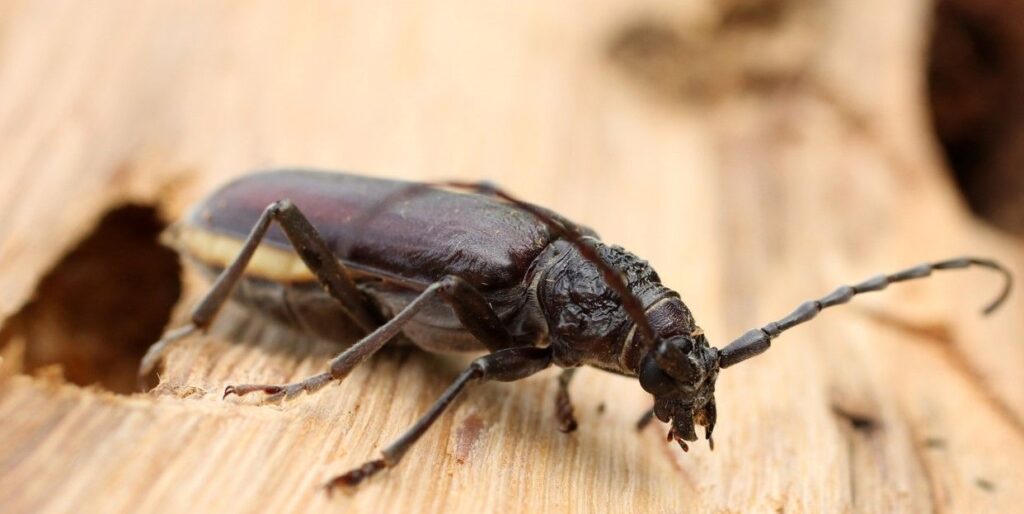 cerambycidae-beetle