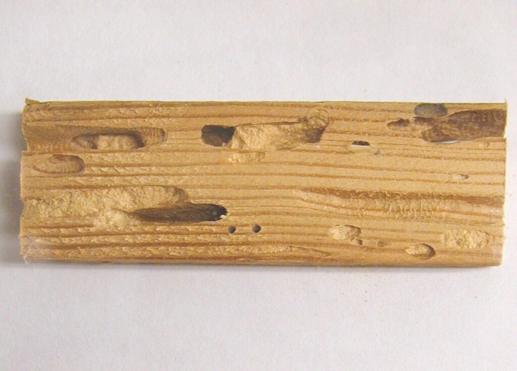 cerambycidae-beetle-wood-damage