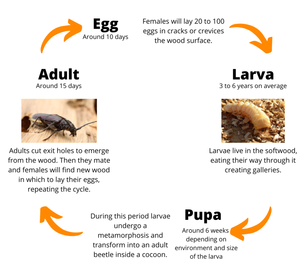 old-house-borer-life-cycle
