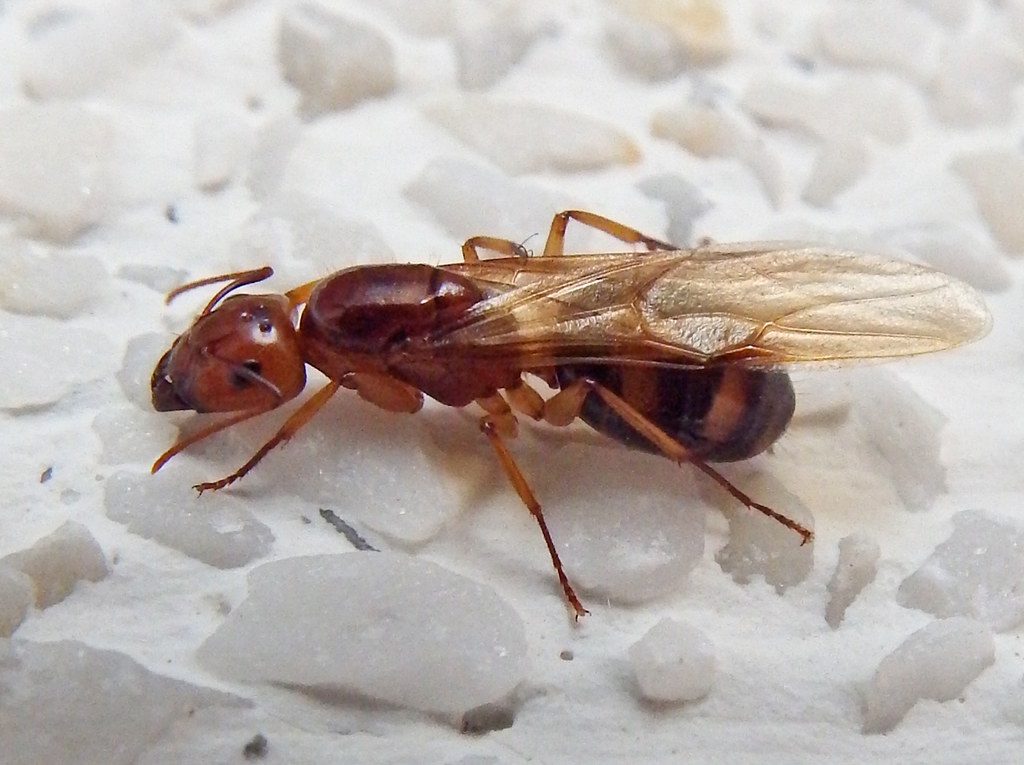 carpenter-ant-queen