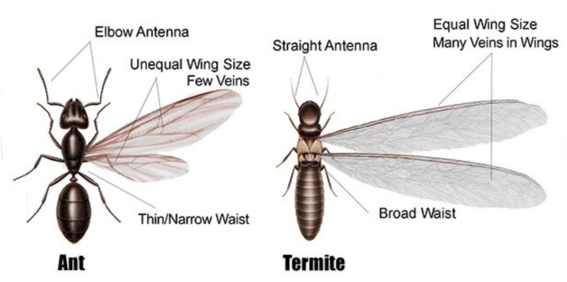 carpenter-ant-vs-termite