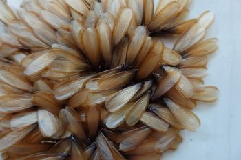 alates-swarmers alates swarmers termites