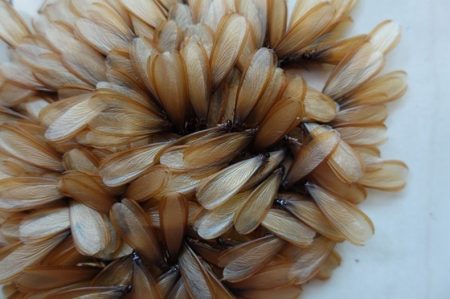 alates-swarmers alates swarmers termites