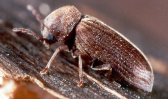 Anobiid wood boring beetle