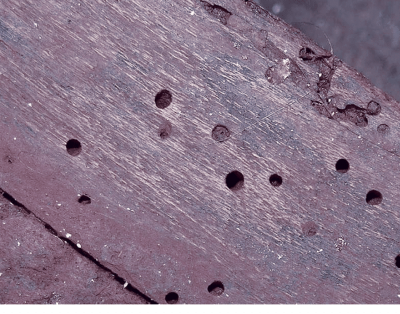 Anobiid beetle wood damage