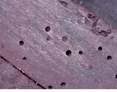 anobiid wood damage Anobiid beetle wood damage