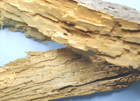 example-of-wood-rot