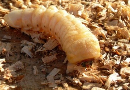 cerambycidae larva cerambycidae-beetle-larva