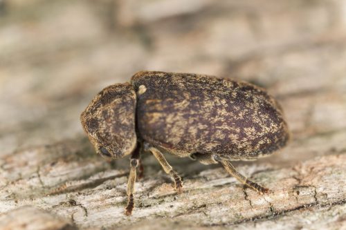 deathwatch beetle Deathwatch beetle