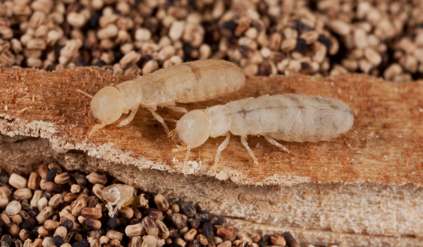 drywood termites drywood-termites