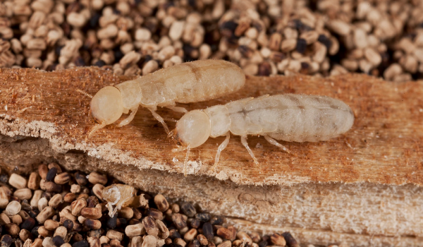 drywood-termites