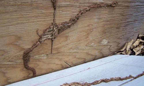 formosan-termite-mud-trails termite-mud-trails