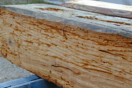 damage from wood decay fungi damage-from-wood-rot