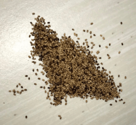 termite-pellets termite frass
