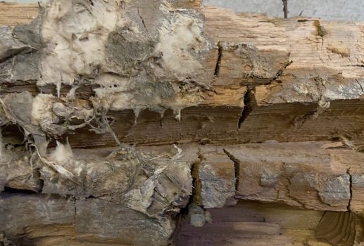 dry rot example-of-brown-rot