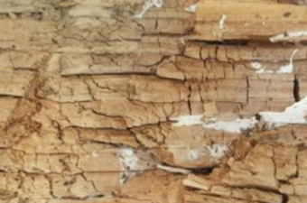 white rot example-of-white-rot
