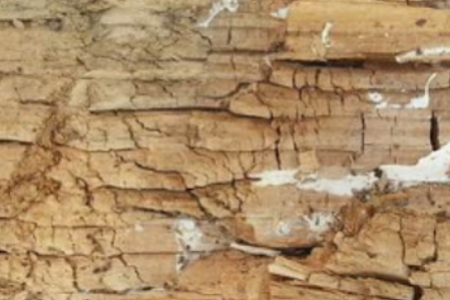 white rot example-of-white-rot