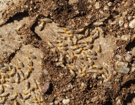 subterranean termites subterranean termites